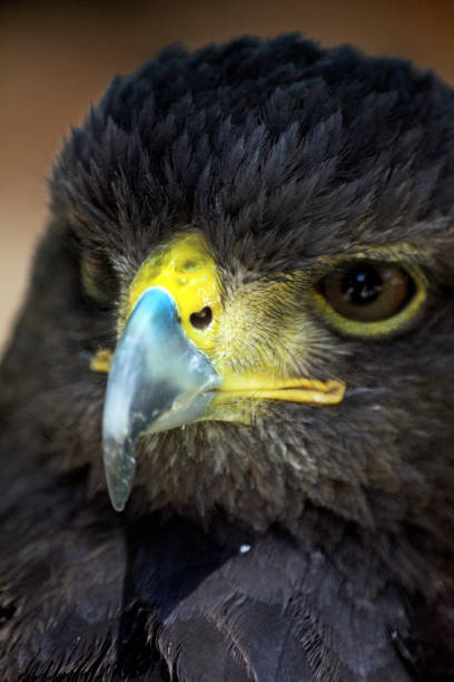 istock head of a golden-eagle 1222481057