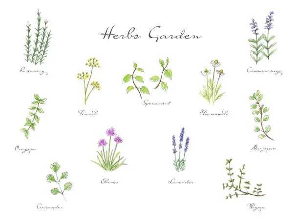 Vector illustration of Watercolor illustration of herb set.