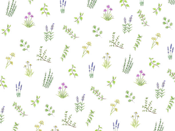 ilustrações, clipart, desenhos animados e ícones de papel de parede de ervas pintado em aquarela. - fennel vegetable food white background