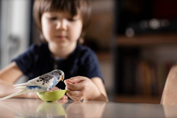 Budgerigar and Little Boy Little boy playing blue budgerigar in home. sleeping parrot stock pictures, royalty-free photos & images
