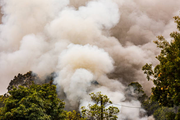 Wildfire is burning forest on the mountain.