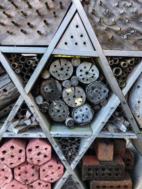 istock Pollinator project at Wisconsin nature preserve 1222483047