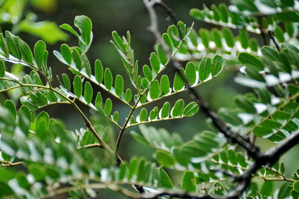 istock Leaves on a plant 1222483668