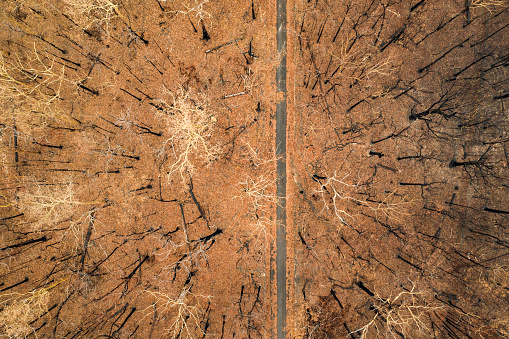Aerial view of burnt out destroyed forest with road