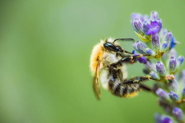 pszczoła zbierać miód - bee honey bee single flower honey zdjęcia i obrazy z banku zdjęć