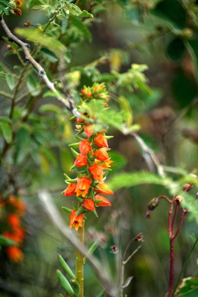 istock Orange wildflowers 1222483823