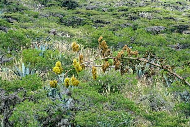 istock Blooming century plant over a gorge 1222483856