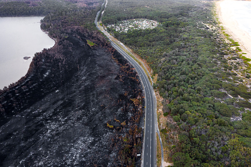 Contrast of burnt out destroyed forest alongside a road