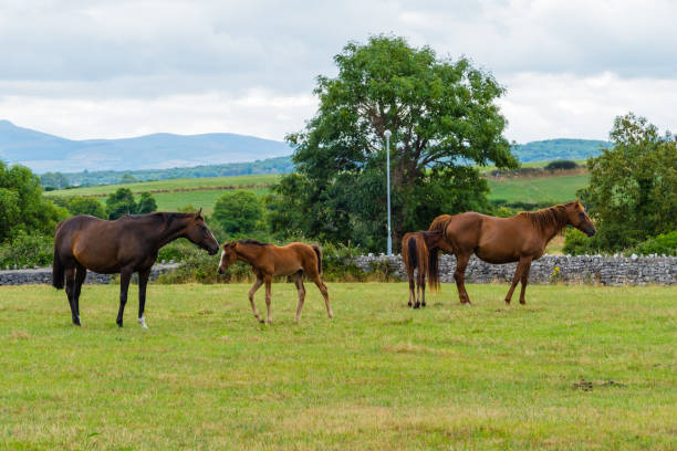 Ranches Farms Ireland