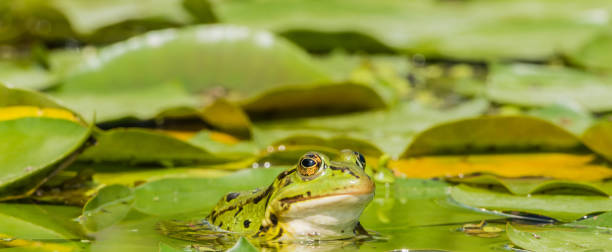 istock One green Frog in Water 1222485480