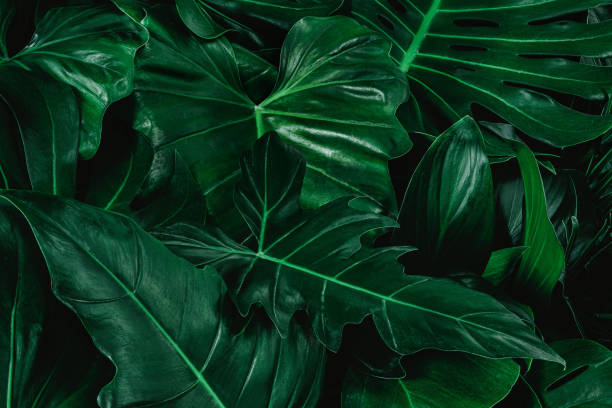 istock green leaves for background and wallpaper 1222486090