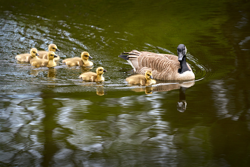 Canada Goose protecting goslings while swimming in a pond.