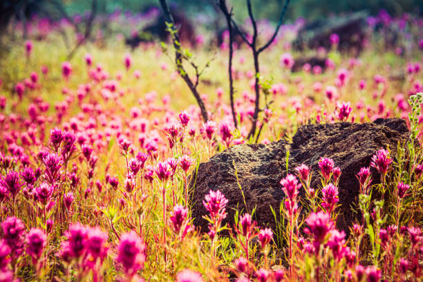 close up of a field of purple owl’s clover, a small tree and a rock with a very limited depth of focus in the sonoran desert - owl clover imagens e fotografias de stock