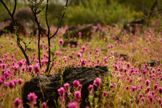 close up of a field of purple owl’s clover, a small tree and a rock with a very limited depth of focus in the sonoran desert - owl clover imagens e fotografias de stock