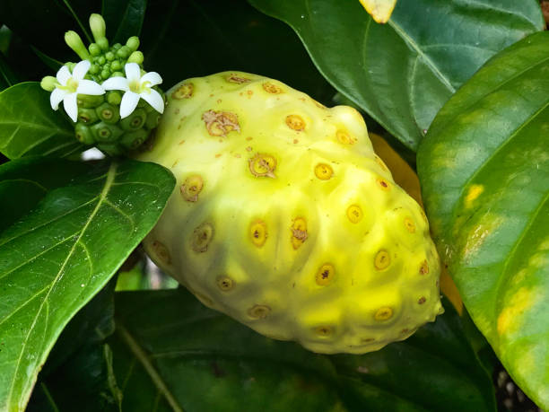 Noni or Morinda Citrifolia, a tropical medicinal fruit often used in the Pacific Islands including Hawaii. A popular line of homeopathic products using the fruit is on the market in various part of the world.