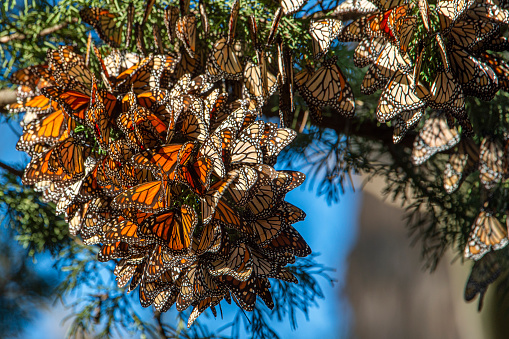 Monarch butterfly (Danaus plexippus) resting on a tree branch near the winter nesting area.

Taken in Santa Cruz, CA, USA