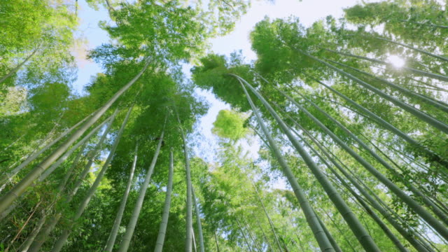 Fresh green bamboo swaying in the wind