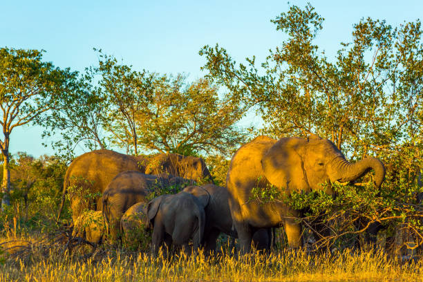 istock South Africa. Gold sunset 1222488886