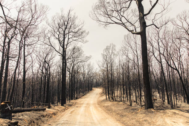 Dirt road through charcoal trees and ash after forest fire Dirt road through charcoal trees and ash after forest fire swept through during Australian Bush Fires. australian forest stock pictures, royalty-free photos & images