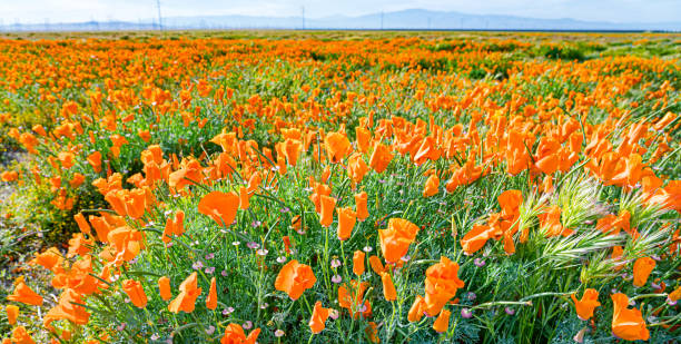 istock California golden poppies 1222489688
