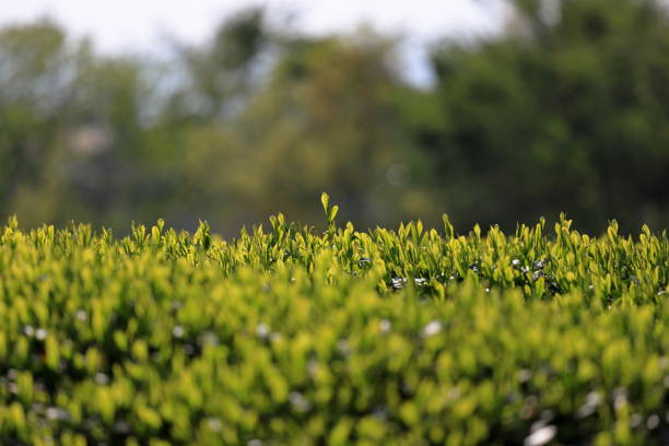 istock Japanese tea hand picking in Japan 1222489775