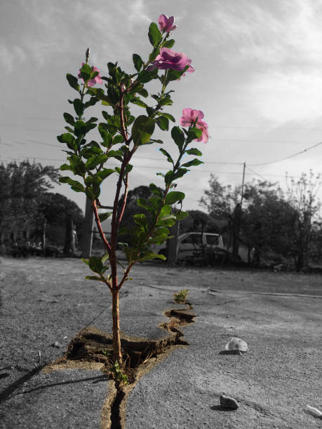 Flower breaking the concrete buganvilia the nature claimed its territory buganvilia stock pictures, royalty-free photos & images