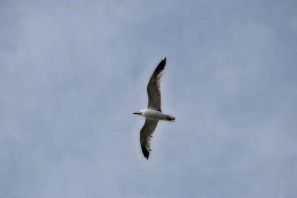 Photo of wing spread flying seagull bird in sky. background. copy space