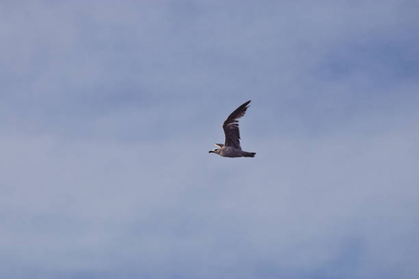 Photo of wing spread flying seagull bird in sky. background. copy space