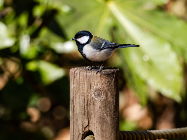istock Japanese tit on fence post in a forest park 7 1222492931