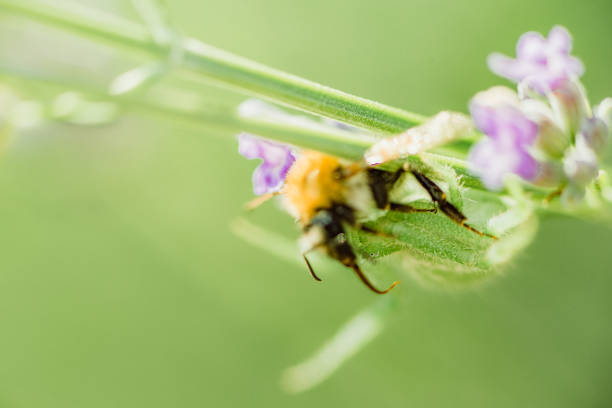 istock fighting insects to death 1222493452