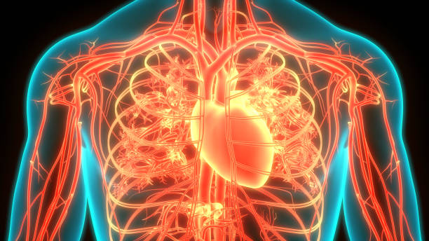 istock Human Circulatory System Heart Anatomy 1222495040