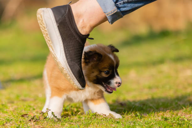 istock person walking along a cute elo puppy 1222495079