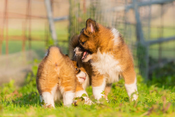 istock cute elo puppies playing in the garden 1222495089
