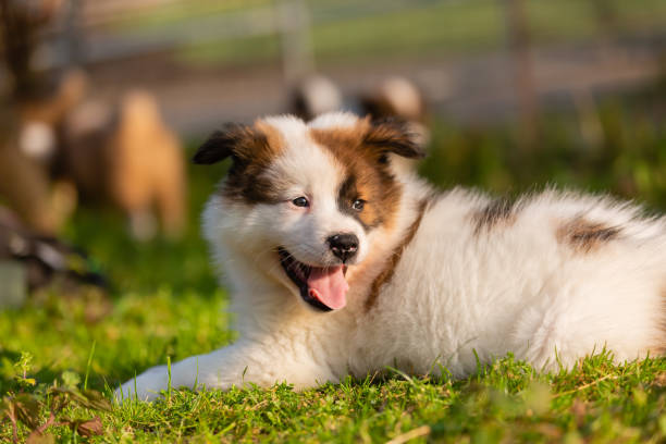 istock portrait of an elo puppy 1222495105