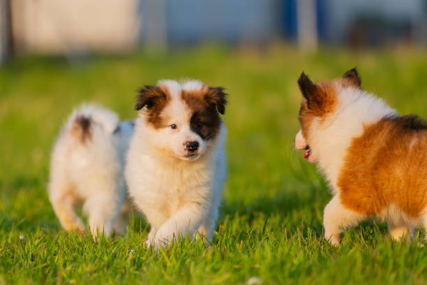 istock cute elo puppies playing in the garden 1222495122