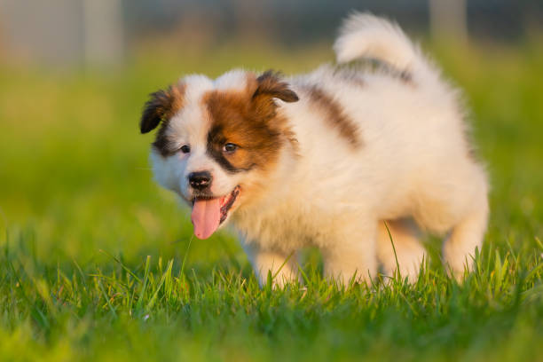 istock cute Elo puppy walks on the meadow 1222495131