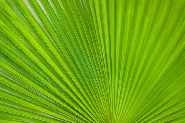 istock Green Footstool Palm Leaf through which the sun shines through 1222497343
