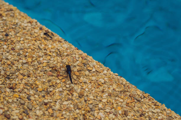 A dragonfly sits at the side of the pool.
