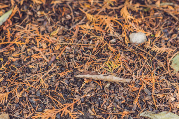 istock Fallen needles and yellow foxes in the autumn forest 1222497415
