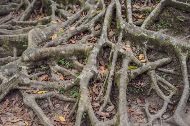 istock ancient and giant tree in park Bali, Indonesia 1222497435