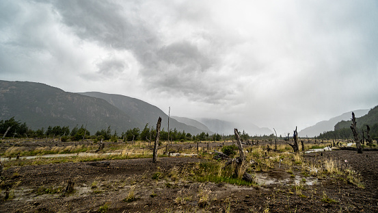 Dead forest on Rio Ibañez riverbanks in the Chilean Patagonia, Aysen region.