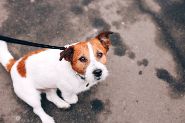 istock Purebreed beagle on the short lead 1222498910