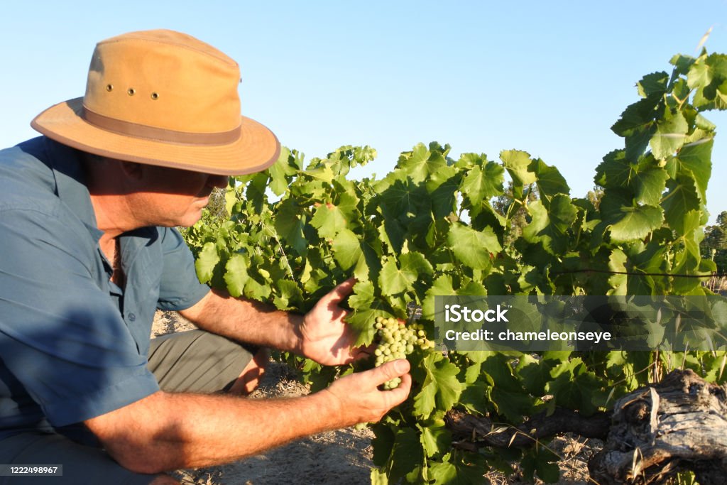 Australian farmer in a vineyard in Swan Vally near Perth in Western Australia Australian farmer checking wine grapes corps growing in a vineyard in Swan Vally near Perth in Western Australia Australia Stock Photo