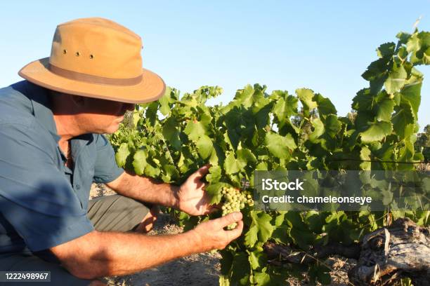 Australian Farmer In A Vineyard In Swan Vally Near Perth In Western Australia Stock Photo - Download Image Now