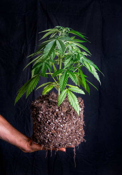 Cannabis plant previously potted in soil showing its roots