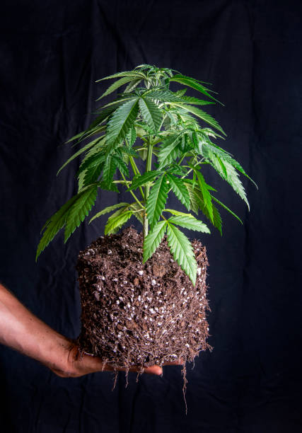 Cannabis plant previously potted in soil showing its roots - fotografia de stock
