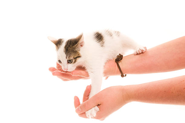 istock Adorable young cat in woman's hand 122250295