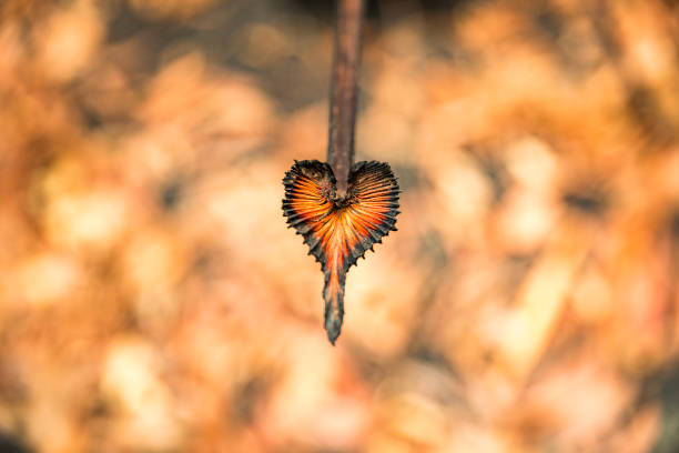 Close up of burnt palm foliage after forest fire swept through during Australian Bush Fires.