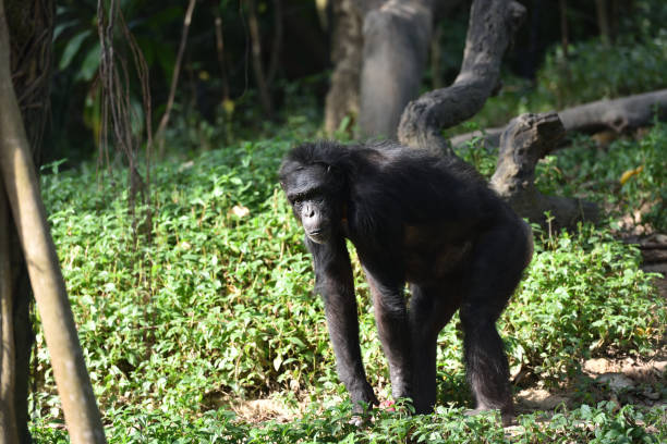 istock Chimpanzee, a kind of apes 1222505106