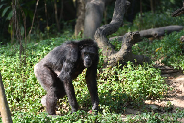 istock Chimpanzee, a kind of apes 1222505108